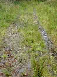 Attēlu rezultāti vaicājumam “Pohlia wahlenbergii var. calcarea”