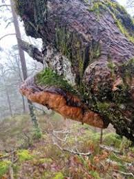 Attēlu rezultāti vaicājumam “Phellinus robustus”