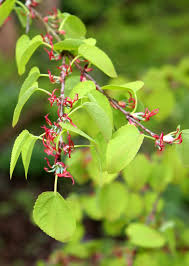 Attēlu rezultāti vaicājumam “Cercidiphyllum japonicum flower”