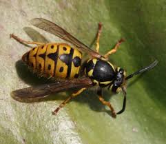 Attēlu rezultāti vaicājumam “Vespula germanica”
