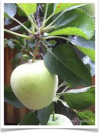 Attēlu rezultāti vaicājumam “Malus domestica fruit”