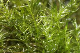 Attēlu rezultāti vaicājumam “Drepanocladus aduncus”