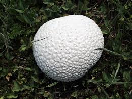 Attēlu rezultāti vaicājumam “Calvatia utriformis”