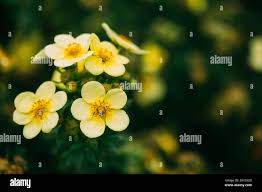 Attēlu rezultāti vaicājumam “Pentaphylloides fruticosa flower”