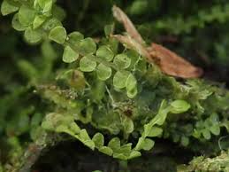 Attēlu rezultāti vaicājumam “Odontoschisma sphagni”