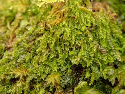 Attēlu rezultāti vaicājumam “Harpanthus scutatus”