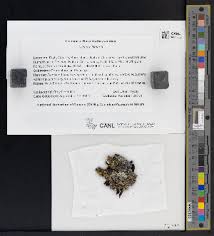 Attēlu rezultāti vaicājumam “Micarea sp.”