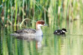 Attēlu rezultāti vaicājumam “Mergus albellus”
