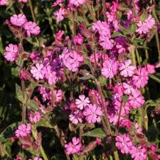 Image result for Silene schafta