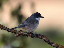 Image result for Sylvia hortensis