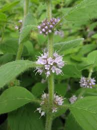 Attēlu rezultāti vaicājumam “Mentha arvensis flower”