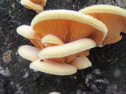 Attēlu rezultāti vaicājumam “Phyllotopsis nidulans”