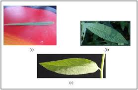 Attēlu rezultāti vaicājumam “Echinochloa crus-galli leaf”