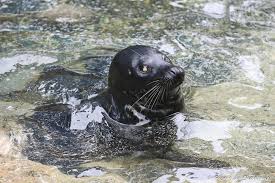 Image result for Phoca vitulina