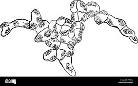 Attēlu rezultāti vaicājumam “Pleurococcus vulgaris”