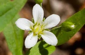 Attēlu rezultāti vaicājumam “Moehringia lateriflora flower”