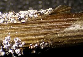 Attēlu rezultāti vaicājumam “Diderma subviridifuscum”