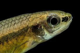 Image result for Chrysoblephus cristiceps