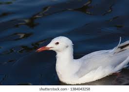 Image result for Chroicocephalus genei