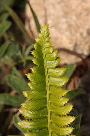 Attēlu rezultāti vaicājumam “Polystichum lonchitis”