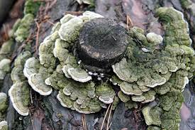 Attēlu rezultāti vaicājumam “Trametes hirsuta”