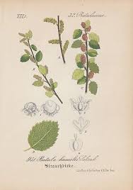 Attēlu rezultāti vaicājumam “Betula humilis”