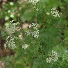 Attēlu rezultāti vaicājumam “Carum carvi flower”