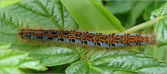 Attēlu rezultāti vaicājumam “Malacosoma castrensis male”