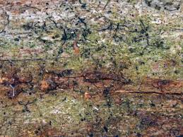 Attēlu rezultāti vaicājumam “Chaenotheca chlorella”