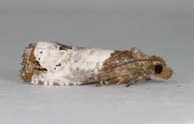 Attēlu rezultāti vaicājumam “Notocelia roborana”