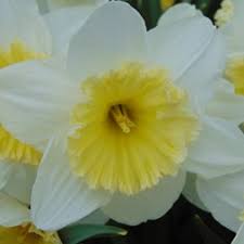 Attēlu rezultāti vaicājumam “Amarillidaceae”