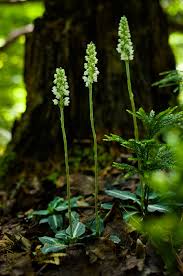 Attēlu rezultāti vaicājumam “Goodyera repens fruit”