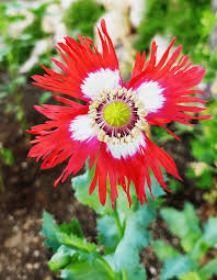 Attēlu rezultāti vaicājumam “Papaver somniferum flower”