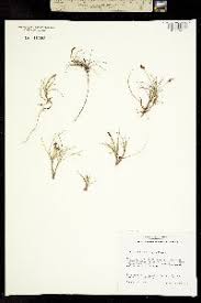 Attēlu rezultāti vaicājumam “Carex dioica”