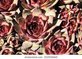 Attēlu rezultāti vaicājumam “Jovibarba globifera flower”