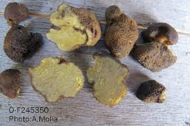 Attēlu rezultāti vaicājumam “Pachyphloeus melanoxanthus”