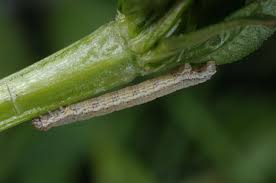 Attēlu rezultāti vaicājumam “Colostygia pectinataria female”