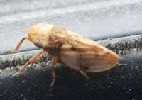 Attēlu rezultāti vaicājumam “Philaenus spumarius”