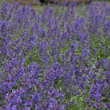 Image result for Katzenminze