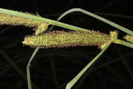 Image result for Carex hispida