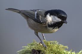 Attēlu rezultāti vaicājumam “Periparus ater”