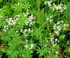 Attēlu rezultāti vaicājumam “Galium album”