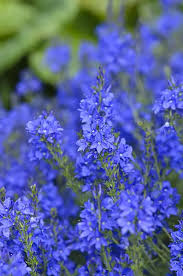 Attēlu rezultāti vaicājumam “Veronica austriaca subsp. teucrium leaf”