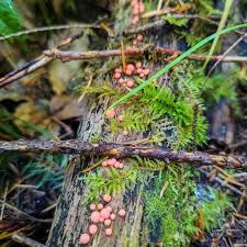 Attēlu rezultāti vaicājumam “Lycogala confusum young”