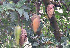 Attēlu rezultāti vaicājumam “Danthonia decumbens fruit”