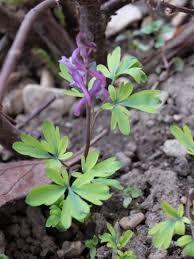 Attēlu rezultāti vaicājumam “Corydalis cava flower”
