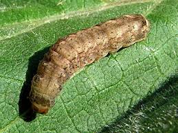 Attēlu rezultāti vaicājumam “Agrotis vestigialis”