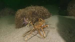 Image result for Hyas coarctatus