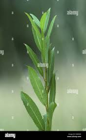 Attēlu rezultāti vaicājumam “Salix triandra leaf”