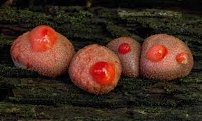 Attēlu rezultāti vaicājumam “Lycogala leopardinum”